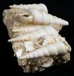 Beautiful Fossil Turritella Cluster - France #10321-1